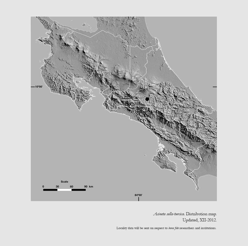 Acineta sella turcica